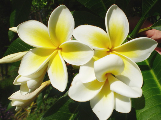 Frangipani Essential Oil